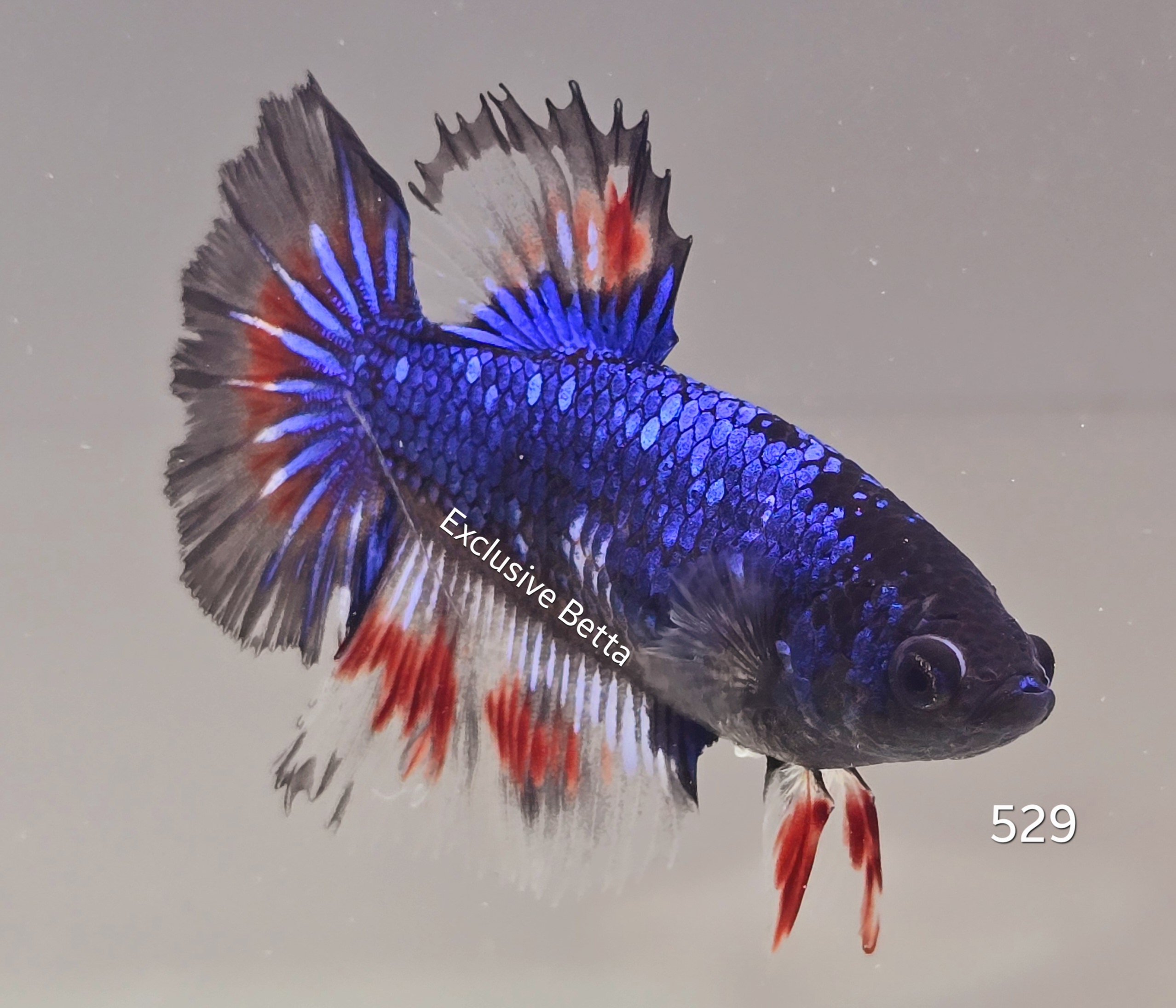 1000540756.jpg Rosetail Fancy (F) - Image 1