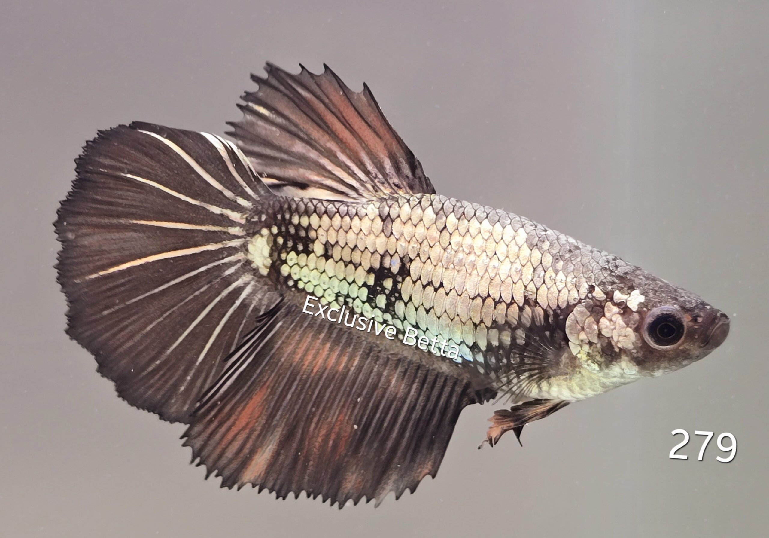 1000540831-scaled.jpg Halfmoon Fancy (F) - Image 1