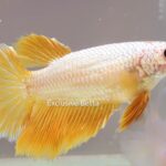 Halfmoon Yellow Dragon (F)