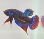 Imbellis Pair - Image 3