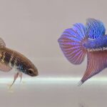 Smaragdina Guitar Pair