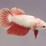 Halfmoon Fancy Dragon (F)