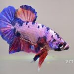 Plakat Multicolour (M)