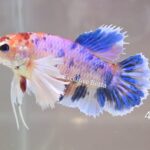 Plakat Koi Dumbo (F)