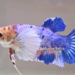 Plakat Koi Dumbo (F)