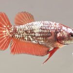 Plakat Red Dragon (F)