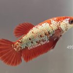 Plakat Red Dragon (F)