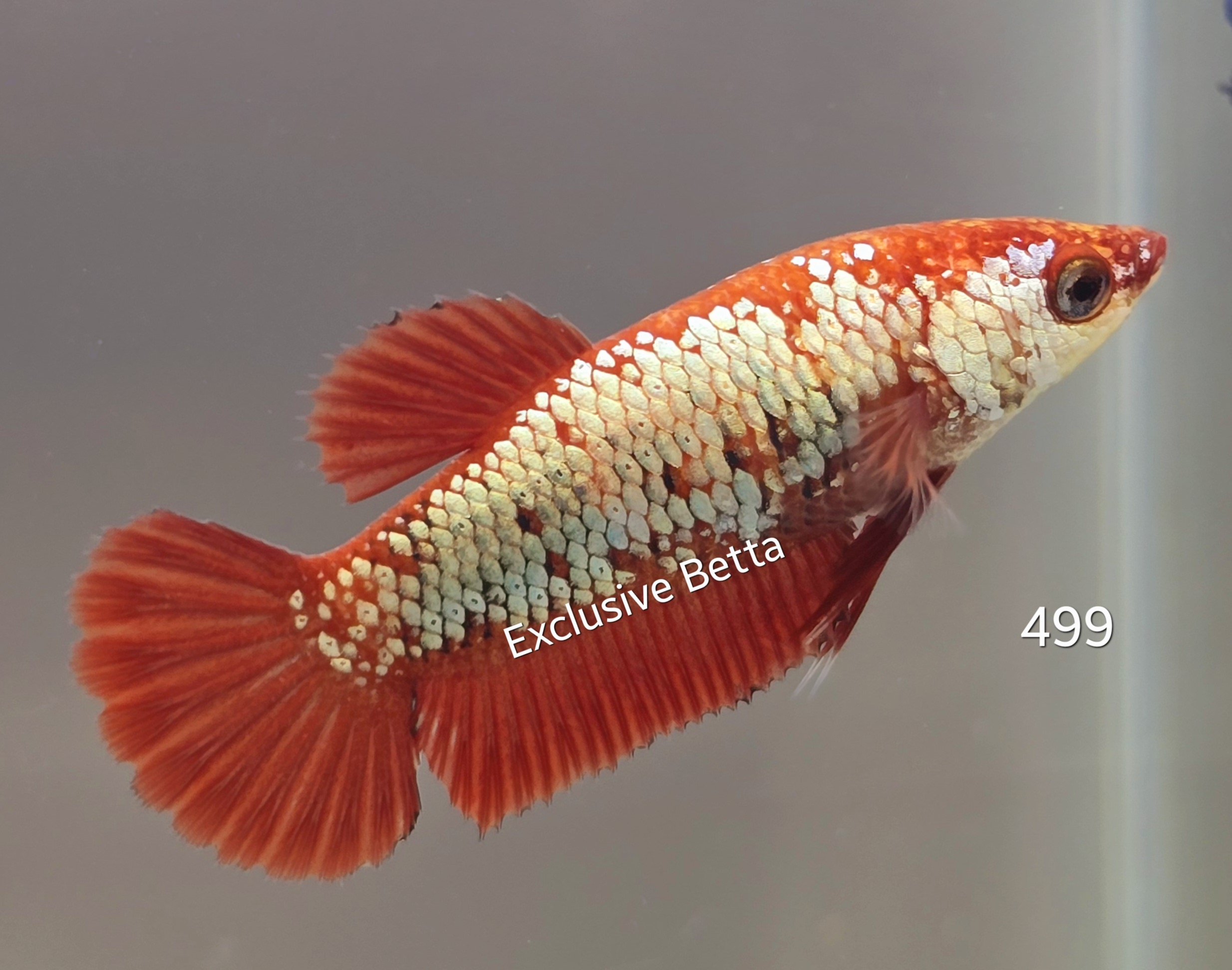 1000561906.jpg Plakat Red Dragon (F) - Image 1