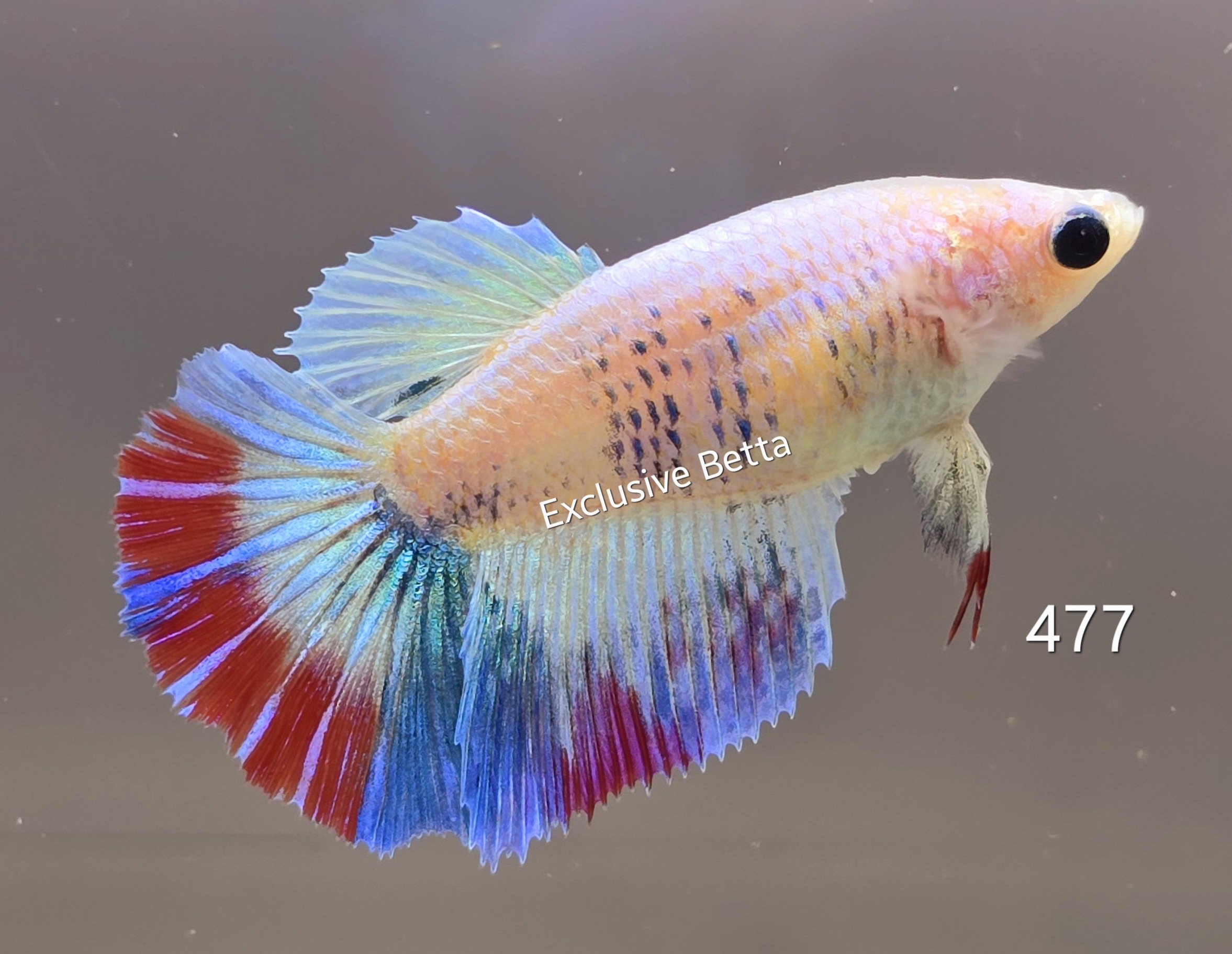 1000570094.jpg Halfmoon Fancy (F) - Image 1