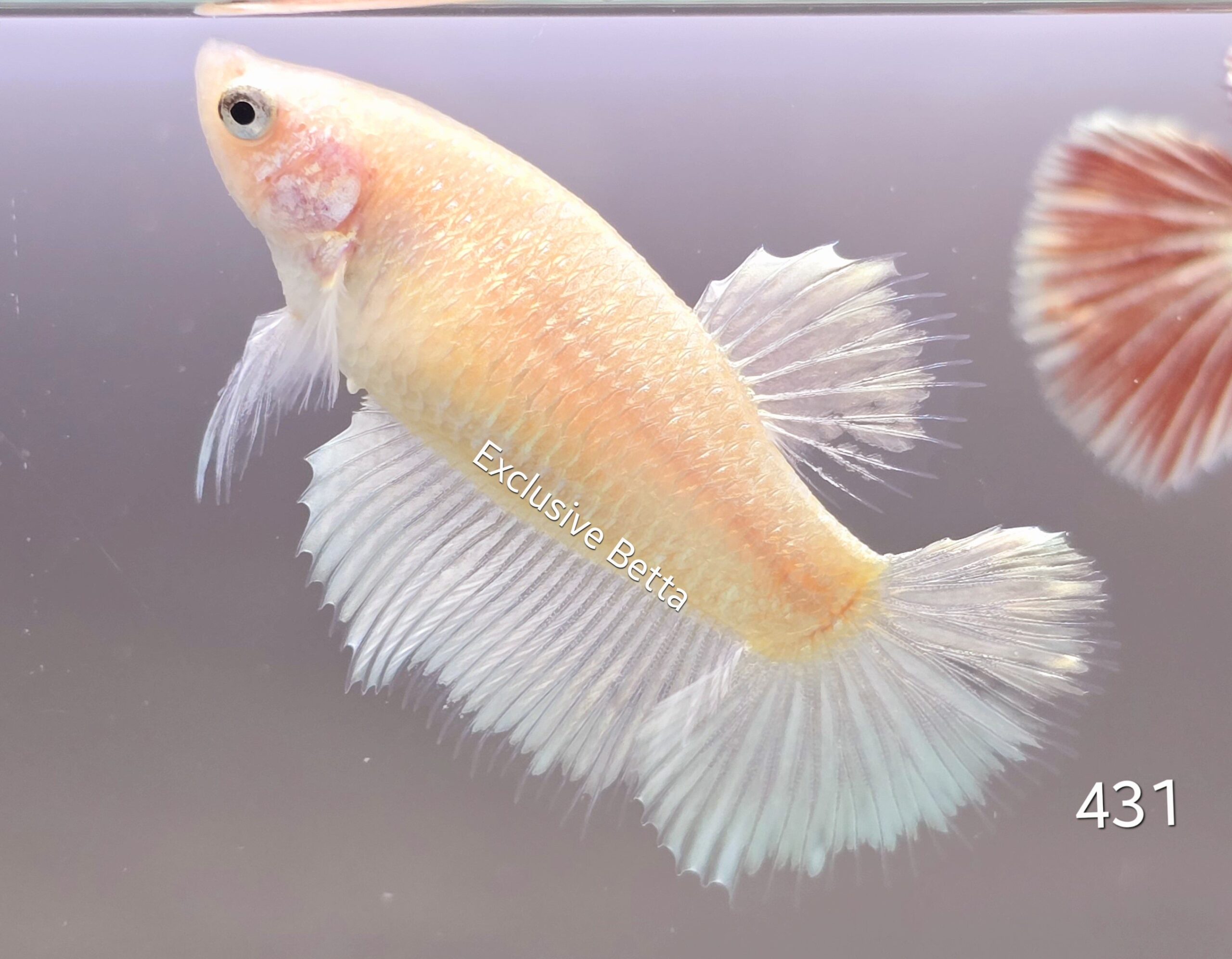 1000570100-scaled.jpg Halfmoon (F) - Image 1