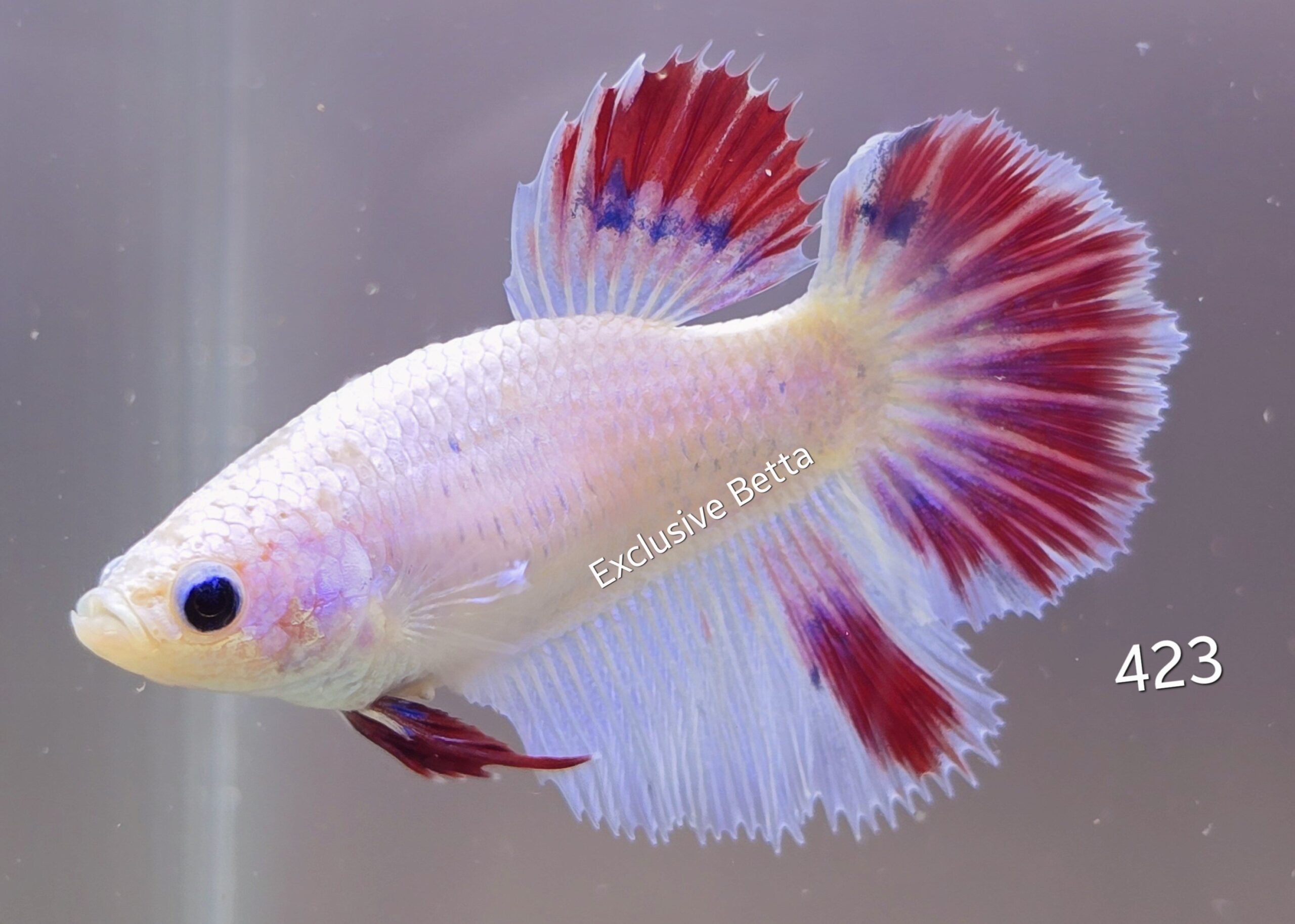 1000575824-scaled.jpg Halfmoon Fancy (F) - Image 1