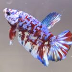 Plakat Galaxy Koi (M)