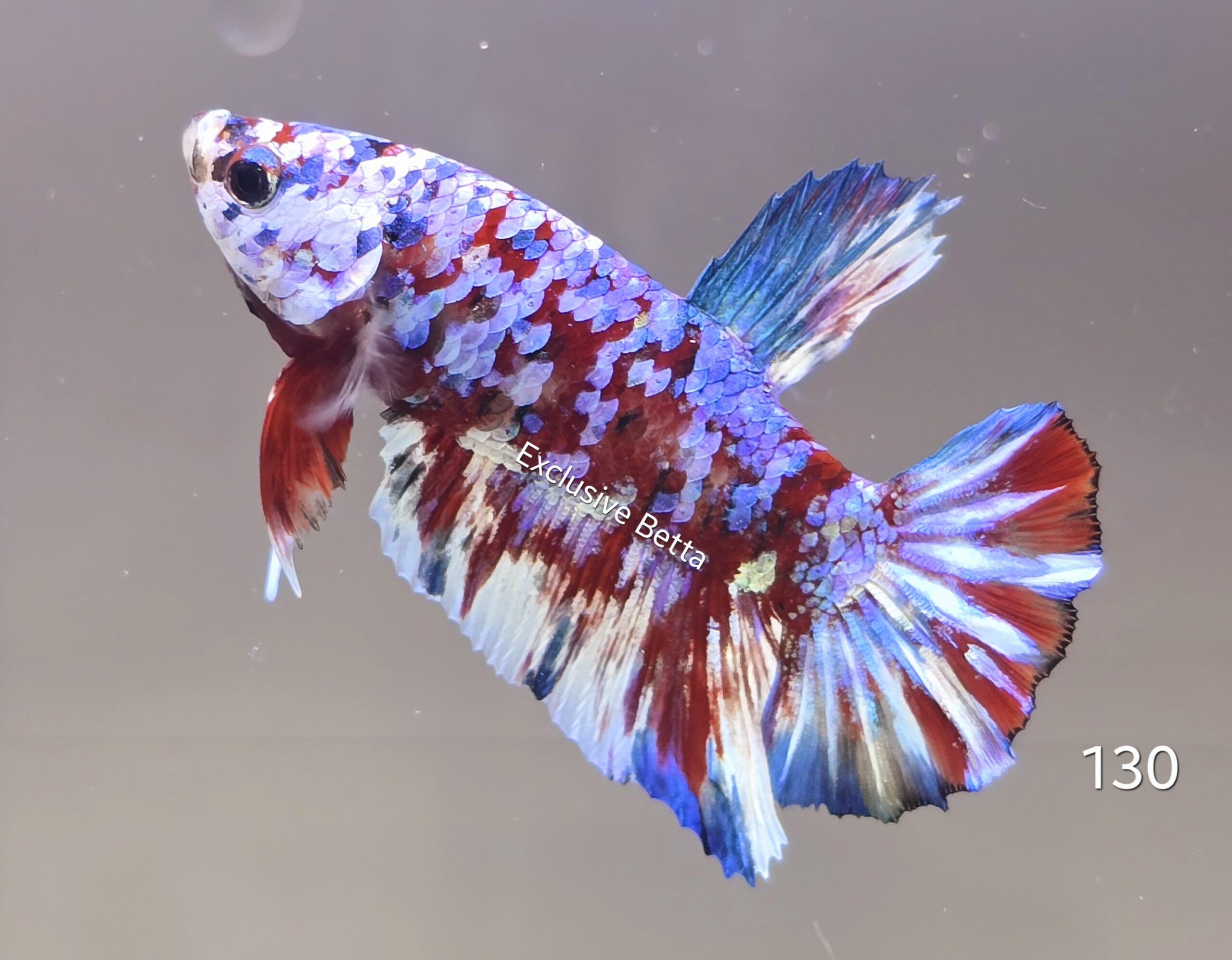 1000575939-scaled.jpg Plakat Galaxy Koi (M) - Image 1