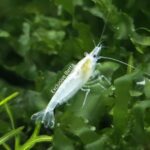 Snowball Shrimp X 10