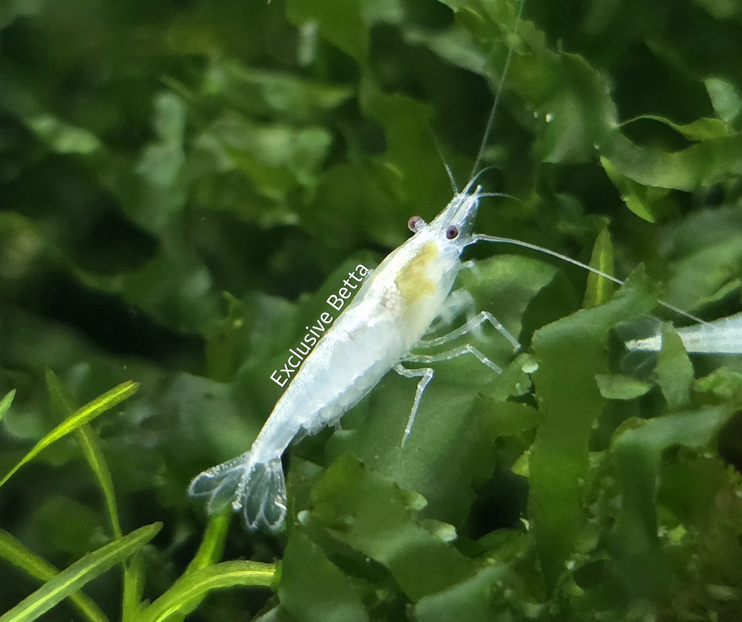 1000576353-1-scaled.jpg Snowball Shrimp X 10 - Image 1