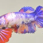 Plakat Multicolour (F)