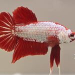 Plakat Red Dragon (M)