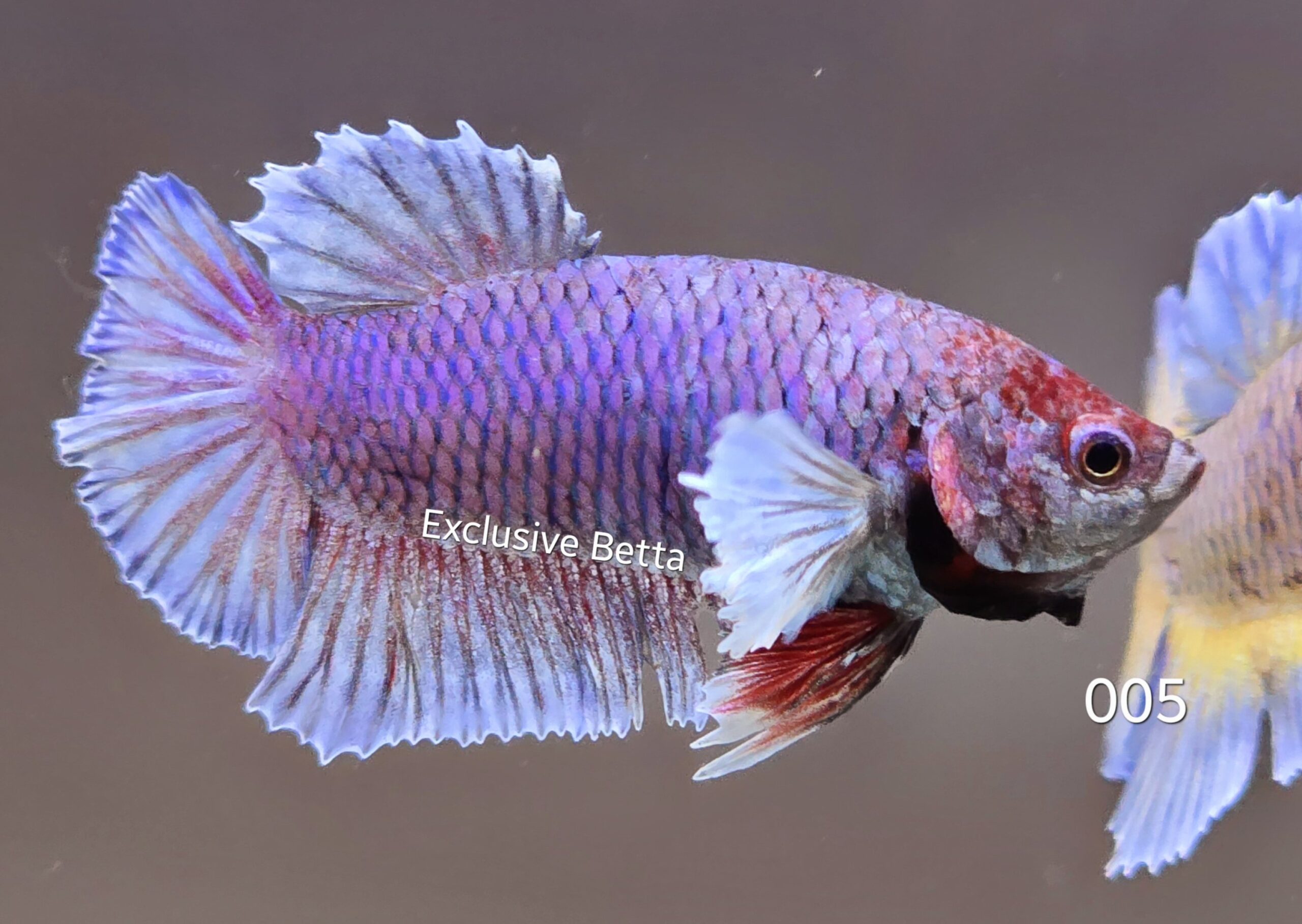 2025/01/1000652153-scaled.jpg Plakat Dumbo (M) - Image 1