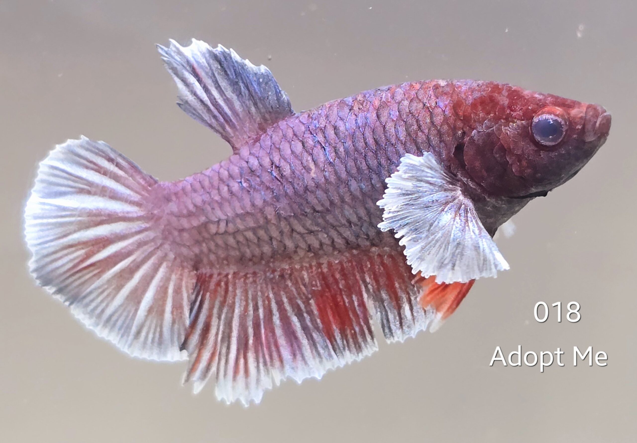 2025/01/1000654515-scaled.jpg Plakat Dumbo (M) - Image 1