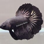 Halfmoon Black Dragon (M)