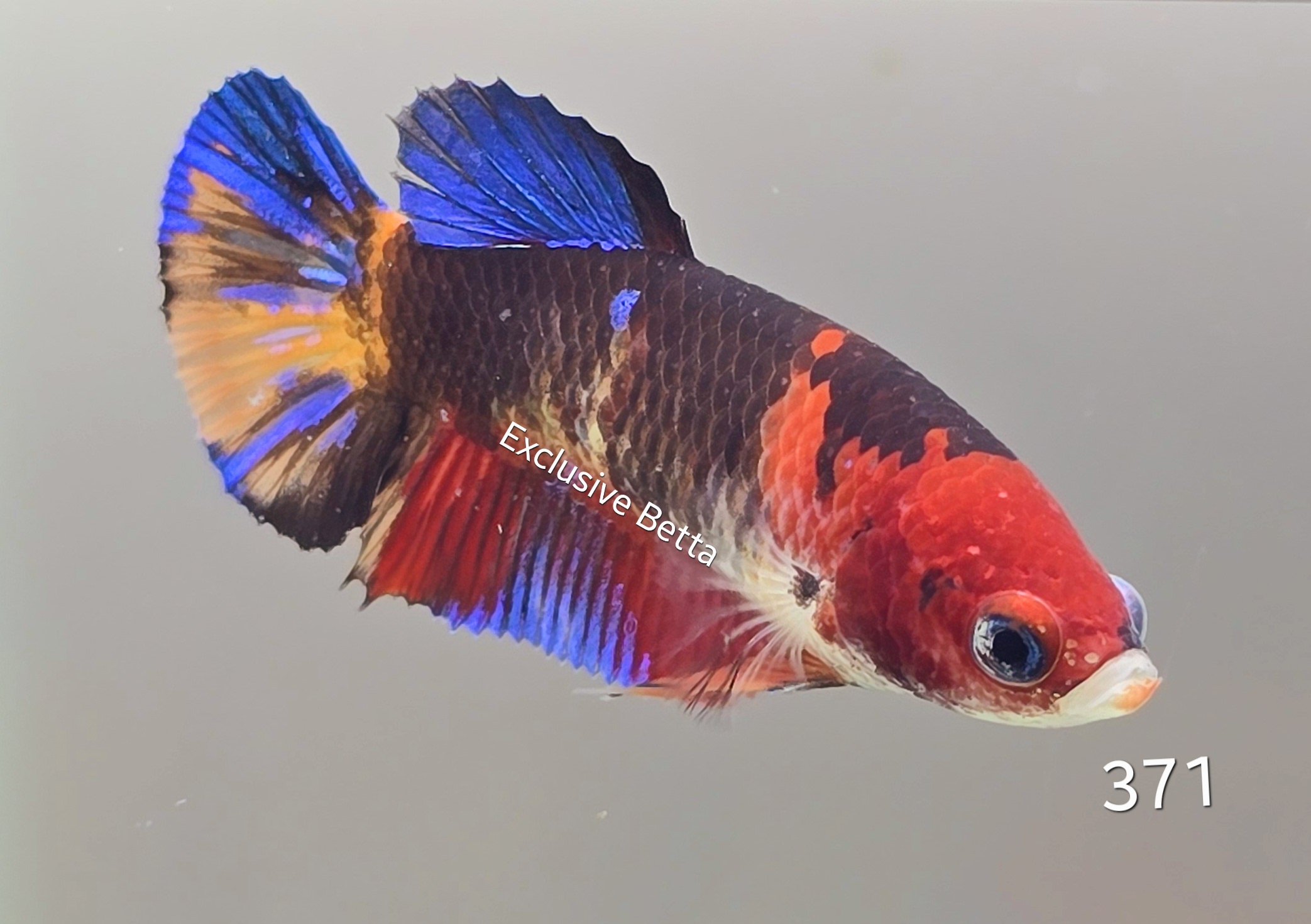 2025/01/1000672087.jpg Plakat Candy (F) - Image 1