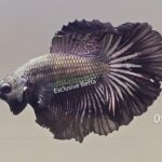 Rosetail Black Dragon (M)