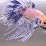 Crowntail (M)