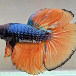 Halfmoon Mustard Gas (M)