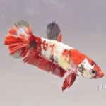 Plakat Galaxy Koi (F)