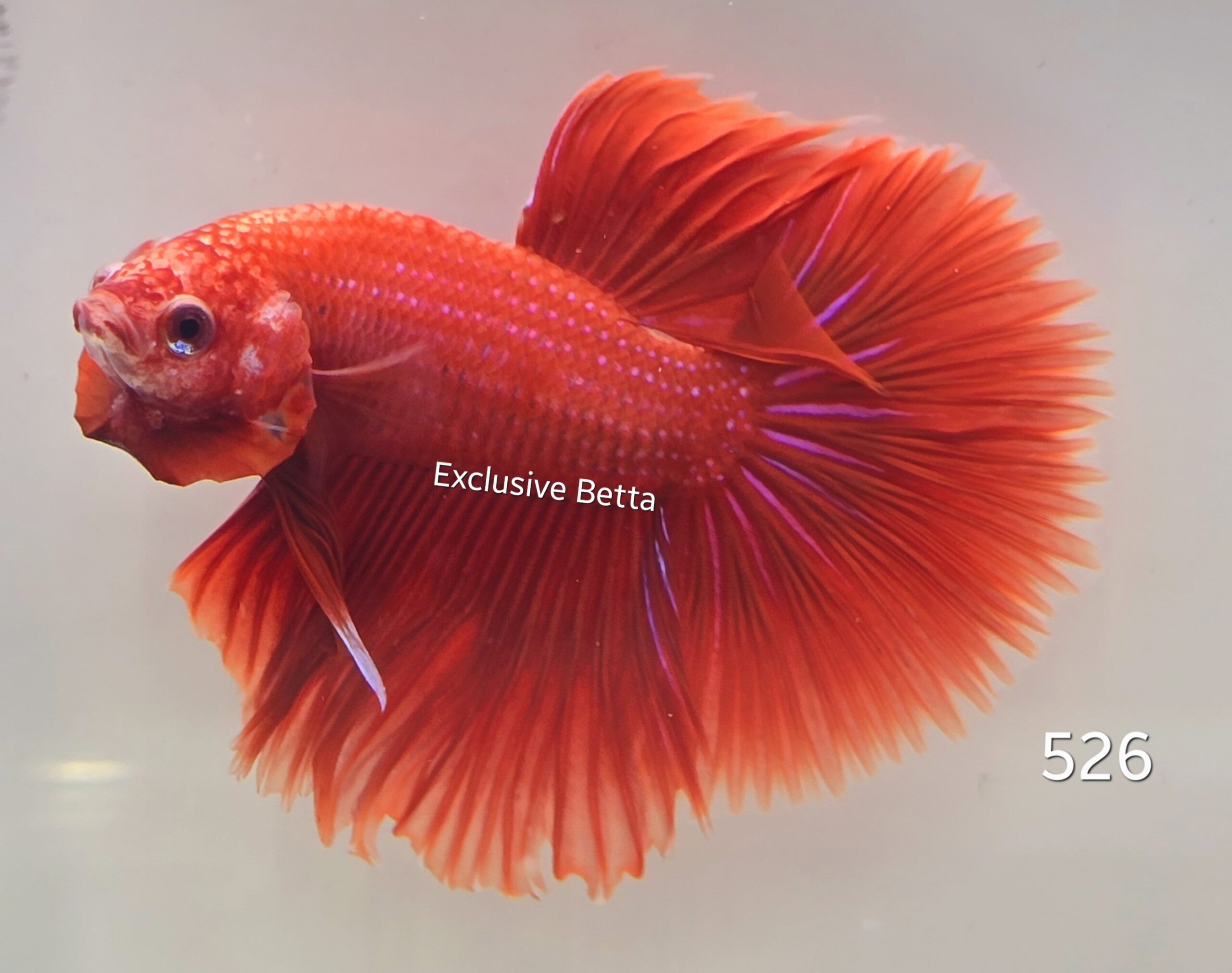 2025/01/1000672818-scaled.jpg Halfmoon (M) - Image 1