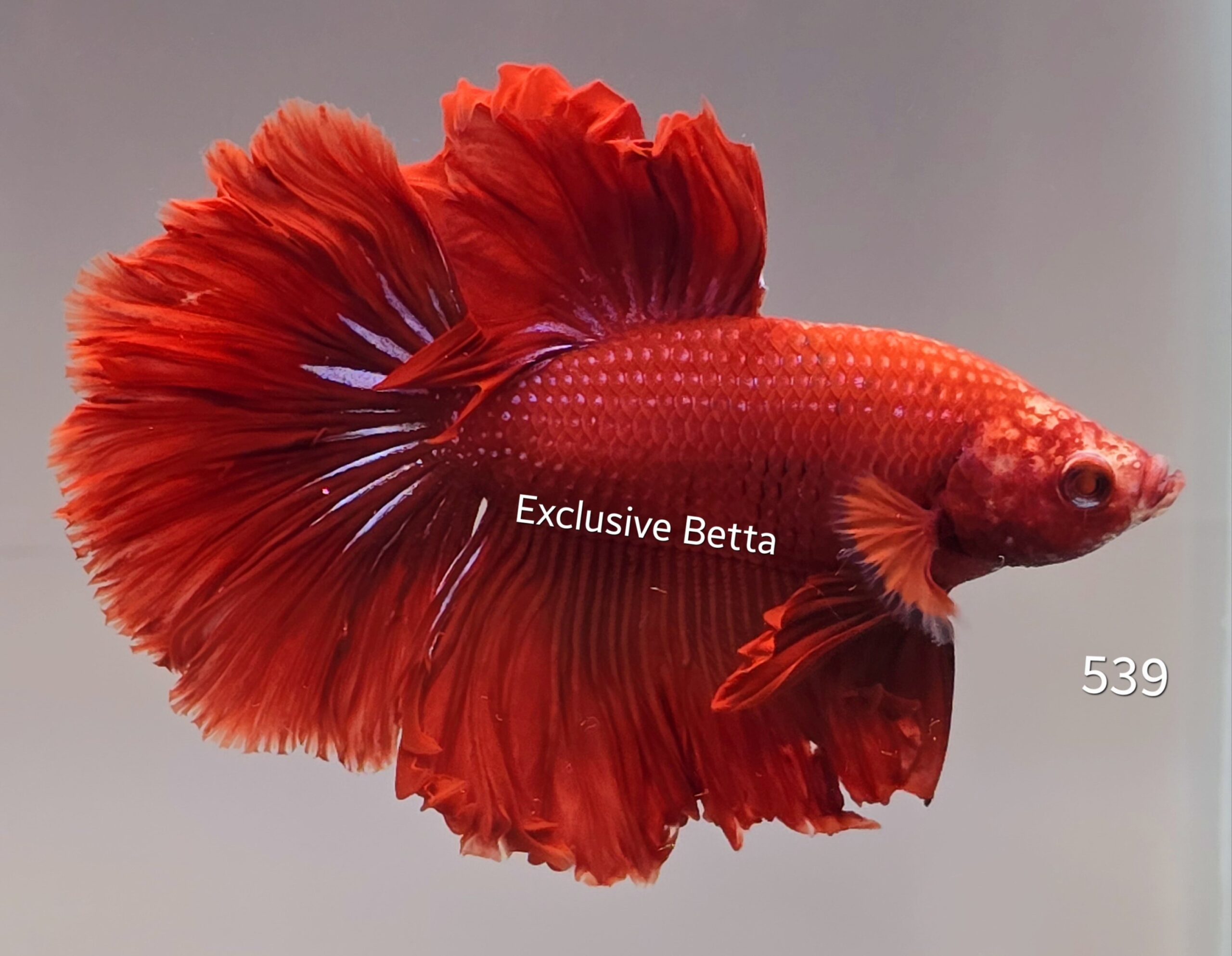 2025/01/1000672882-scaled.jpg Rosetail (M) - Image 1