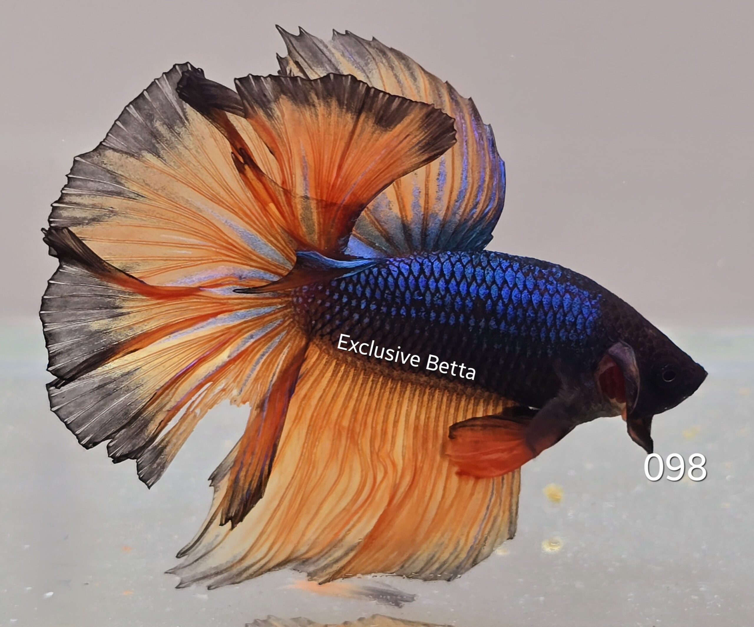 2025/01/1000681654-scaled.jpg Halfmoon Fancy (M) - Image 1