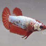 Plakat Red Dragon (F)