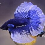 Rosetail Butterfly (M)