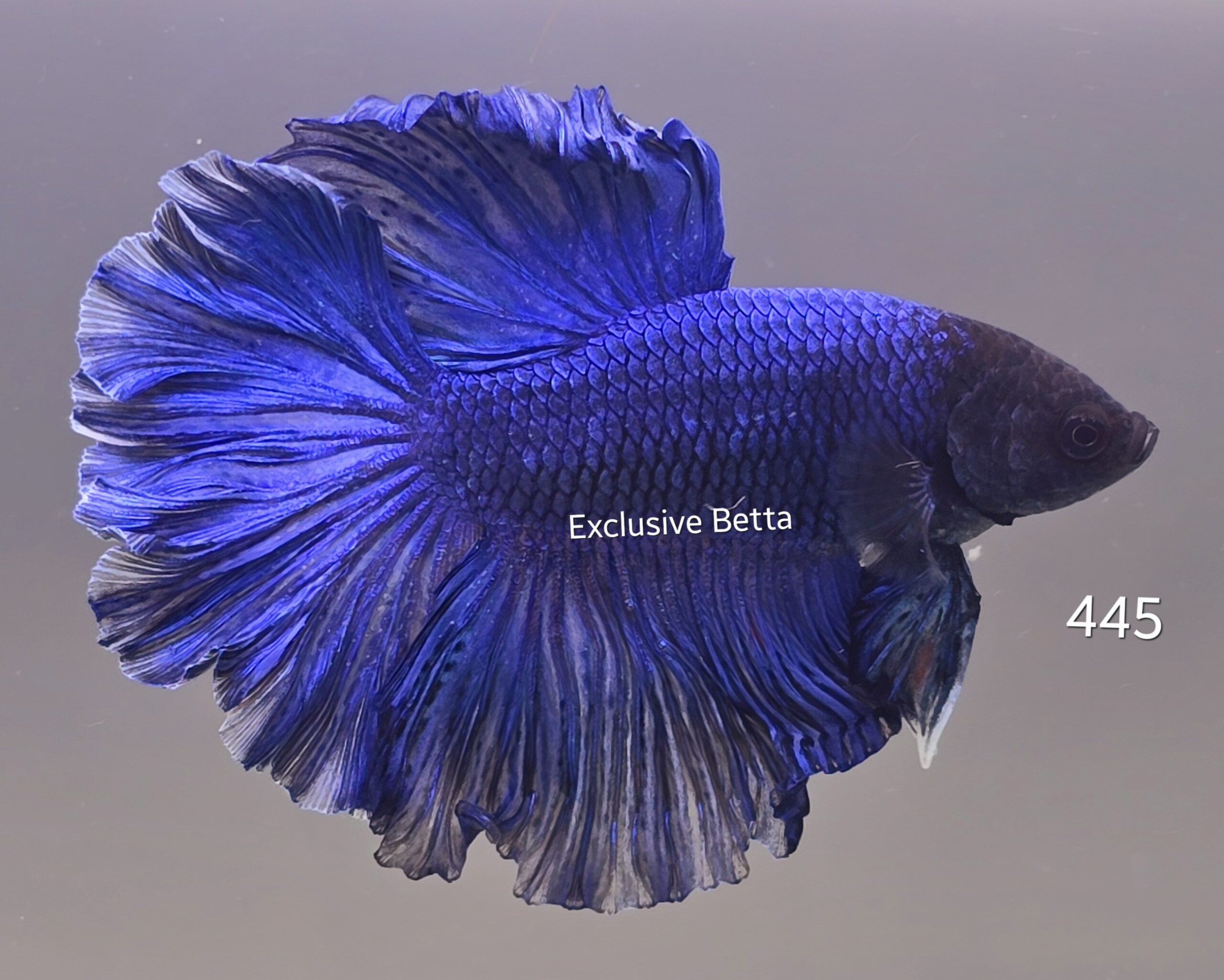 2025/01/1000682120-scaled.jpg Rosetail (M) - Image 1