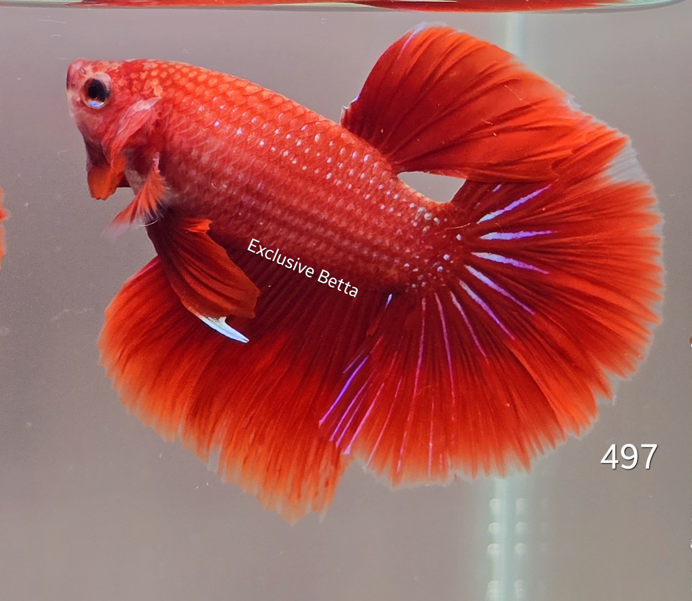 2025/01/1000686266.jpg Halfmoon (M) - Image 1