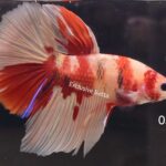 Halfmoon Nemo (M)