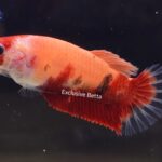 Plakat Nemo (F)