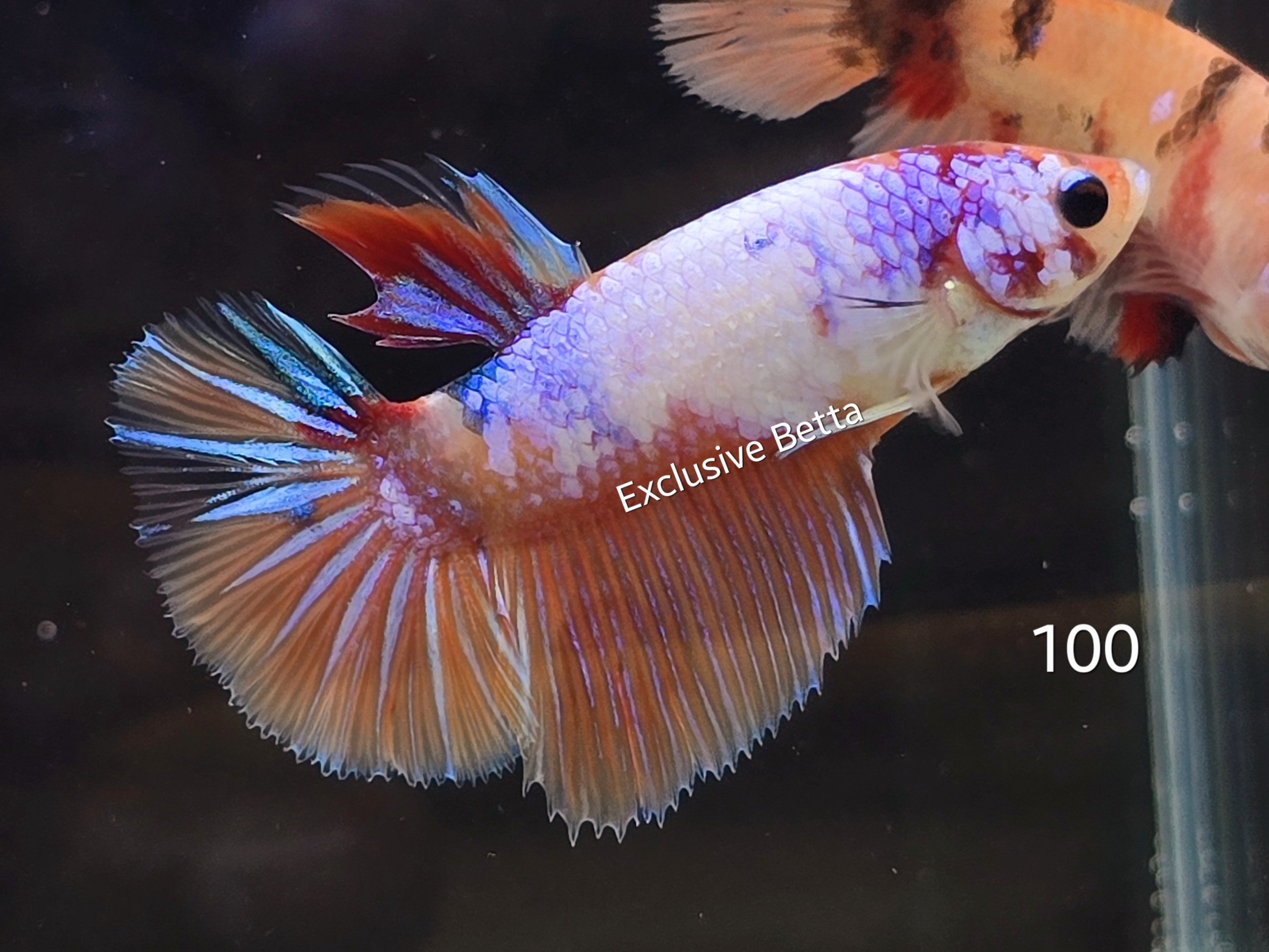 2025/01/1000717023.jpg Halfmoon Candy (M) - Image 1