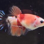 Halfmoon Nemo (F)