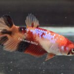 Plakat Nemo (F)