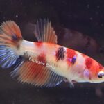 Halfmoon Koi (F)