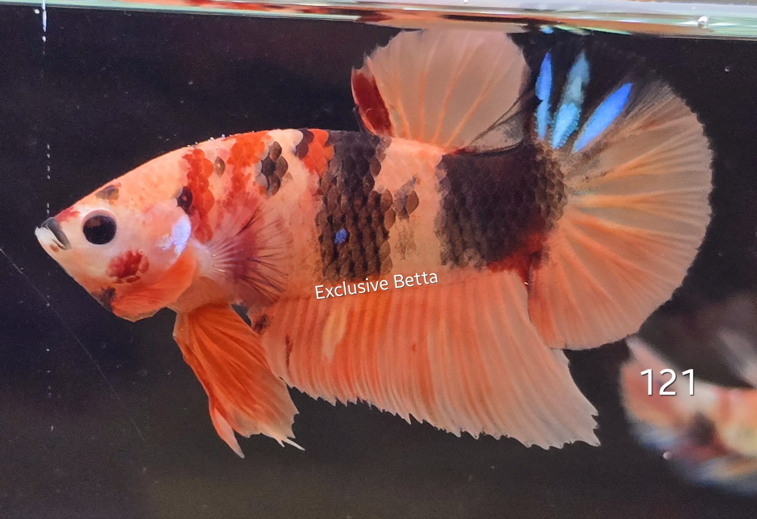 2025/01/1000717318-scaled.jpg Plakat Nemo (M) - Image 1