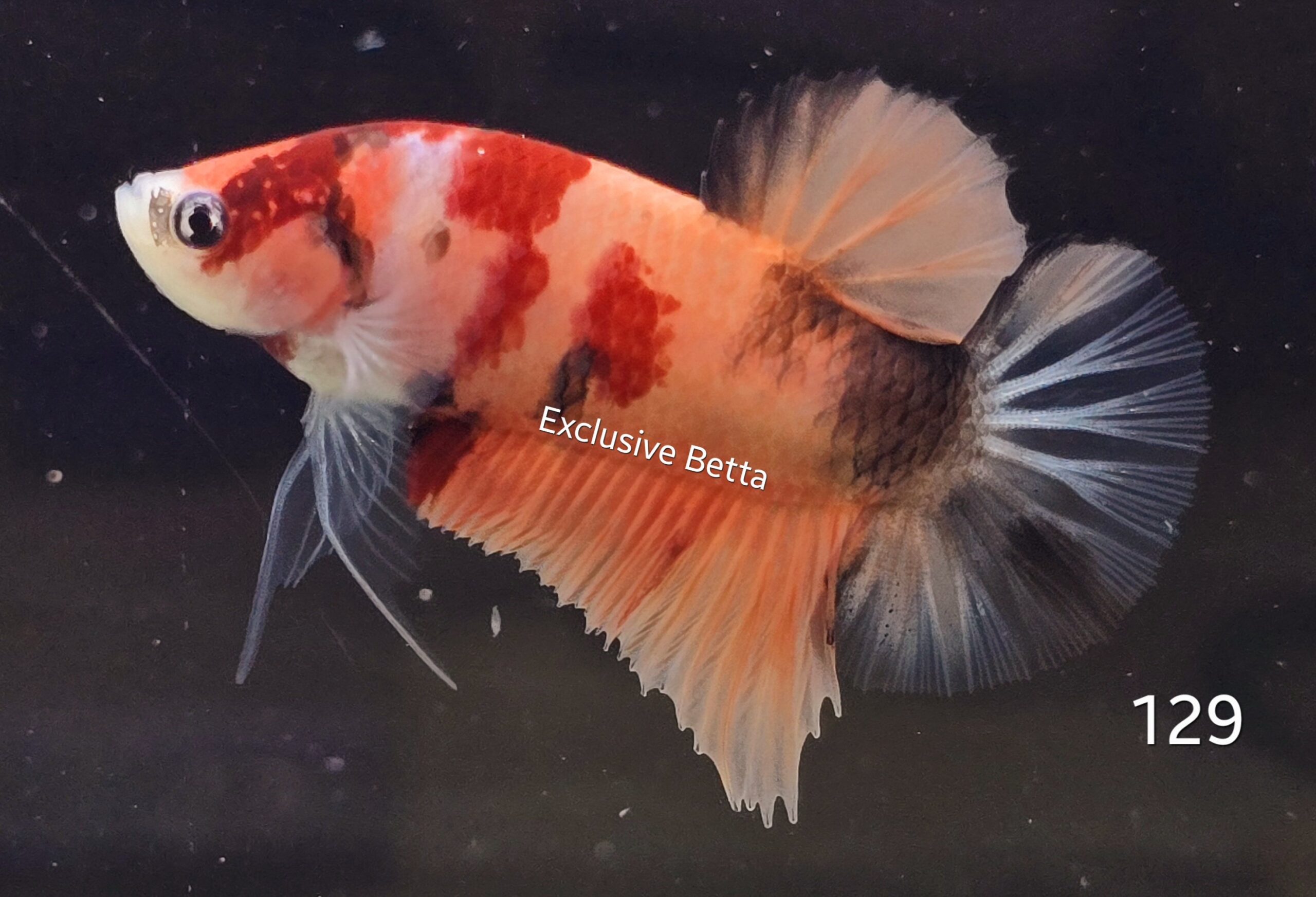 2025/01/1000717382-scaled.jpg Plakat Nemo (M) - Image 1