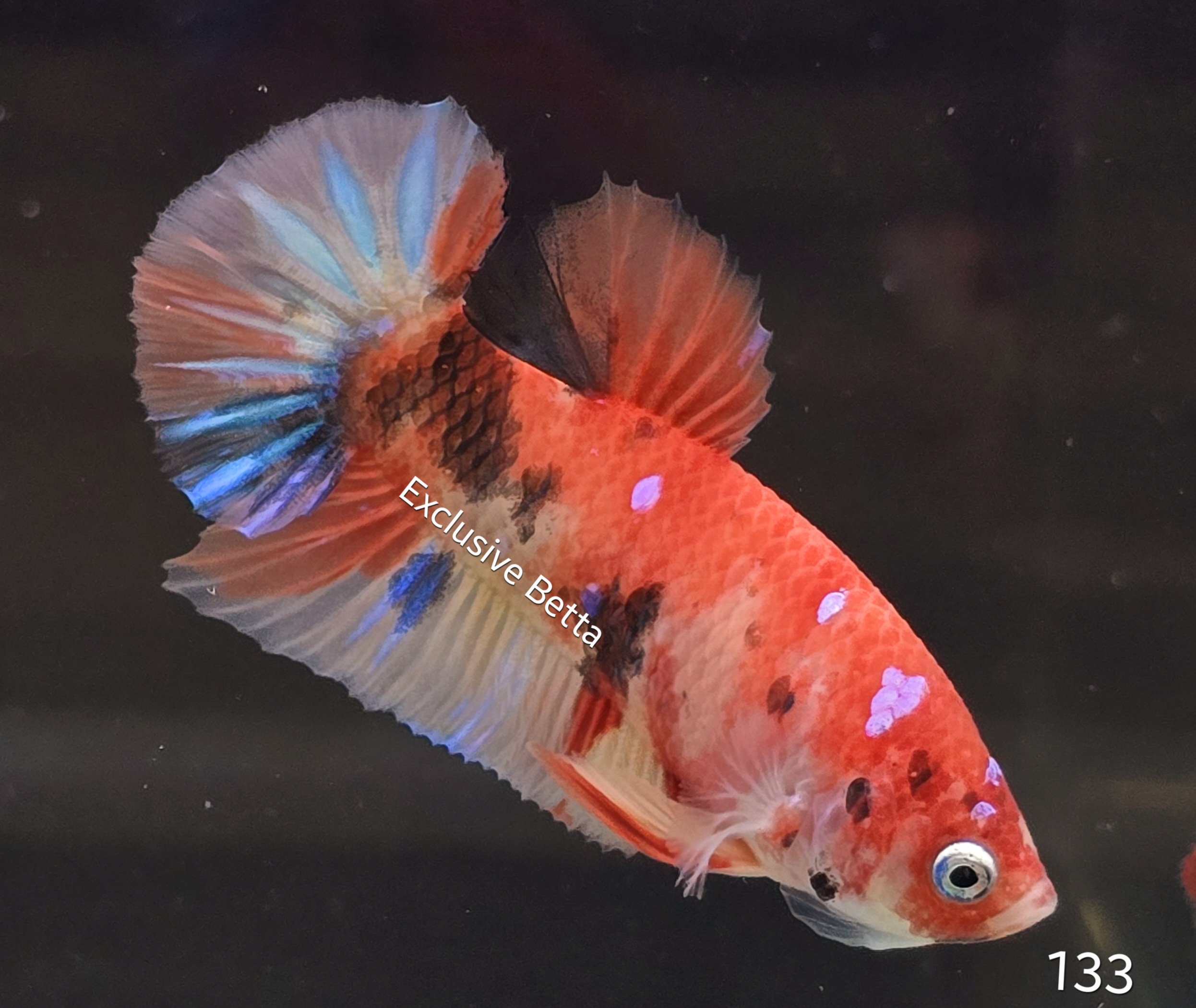 2025/01/1000717445.jpg Plakat Candy (M) - Image 1