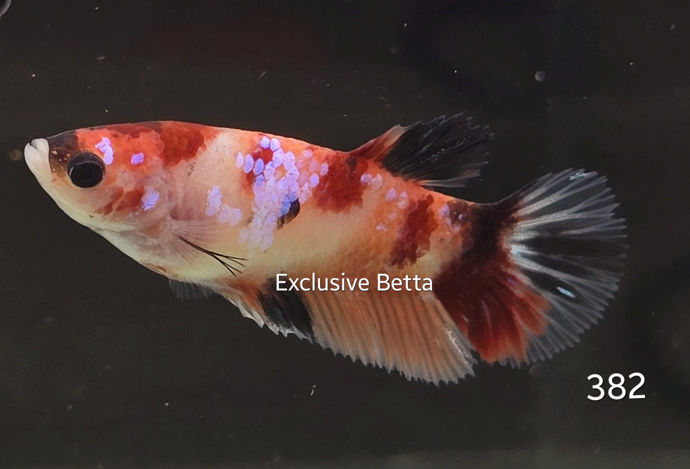 2025/01/1000717545.jpg Halfmoon Nemo (F) - Image 1