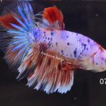 Halfmoon Koi (M)