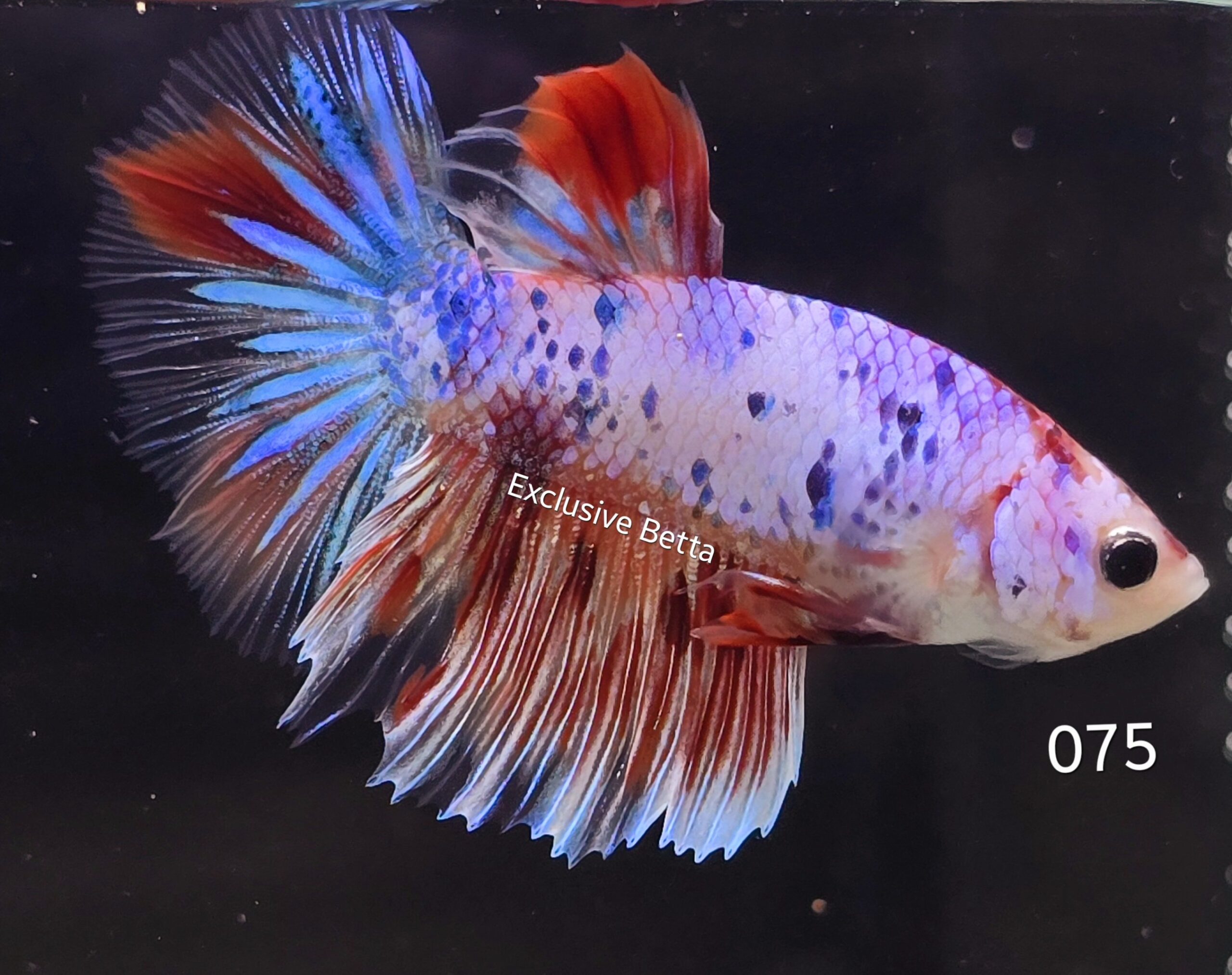 2025/01/1000717652-scaled.jpg Halfmoon Koi (M) - Image 1