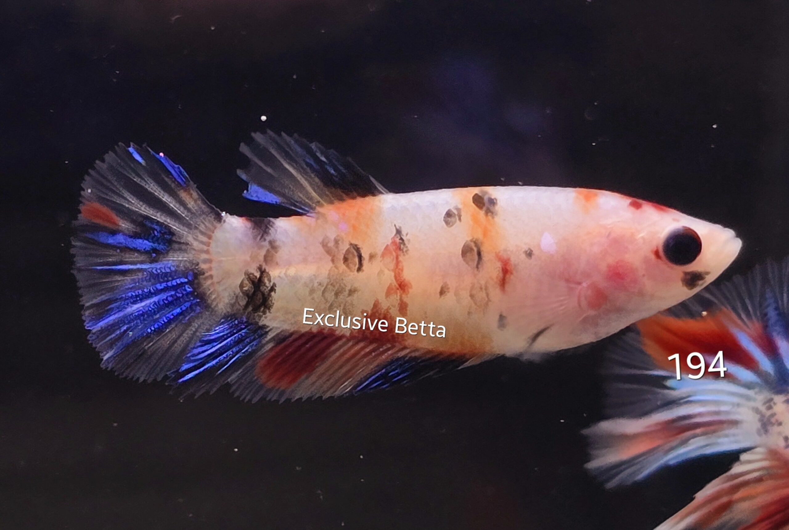 2025/01/1000717654-1-scaled.jpg Plakat Candy (F) - Image 1