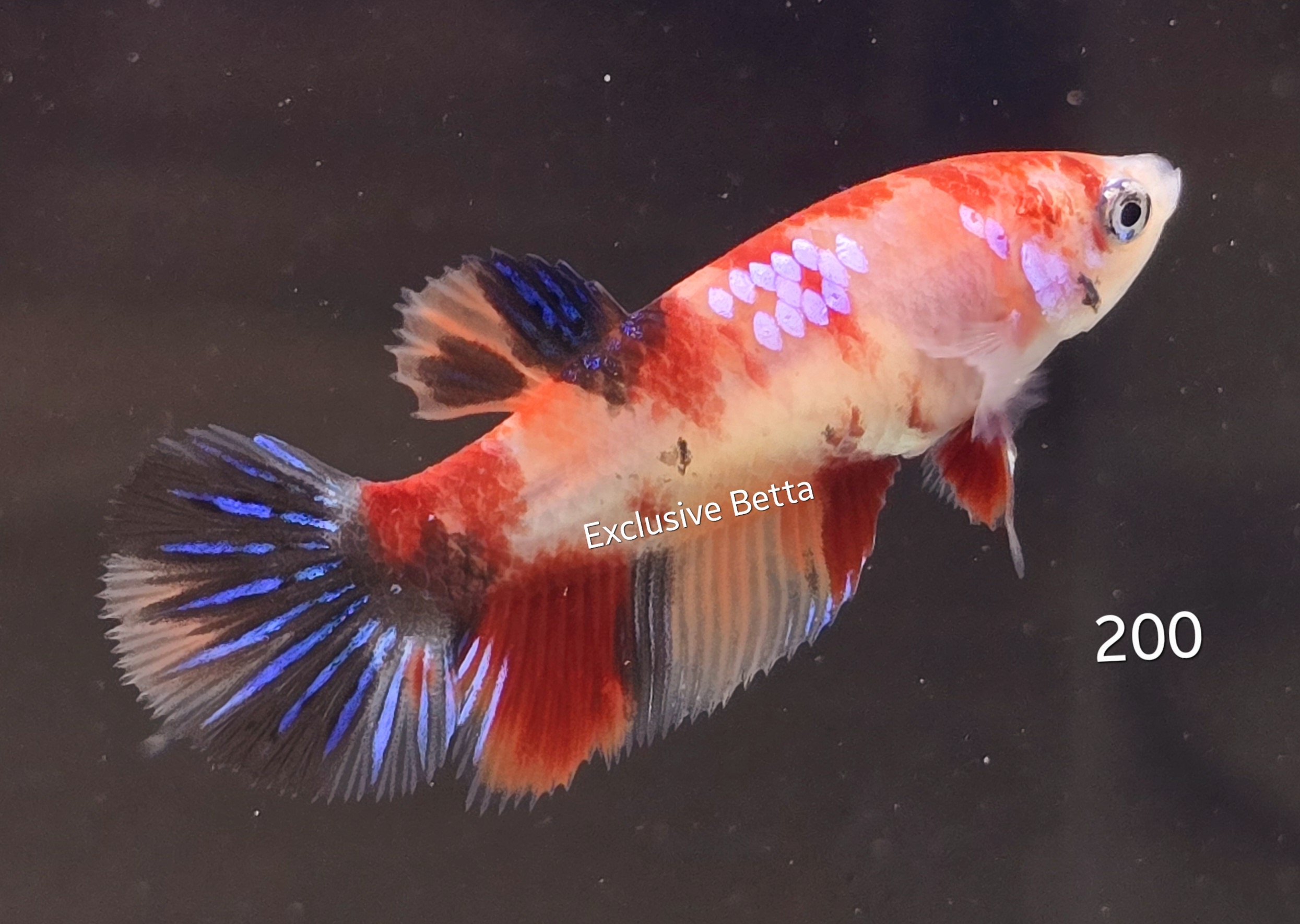 2025/01/1000717687.jpg Halfmoon Candy (F) - Image 1